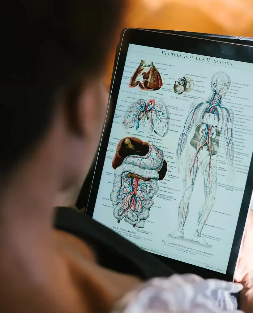 Une personne étudie une planche d'anatomie du système circulatoire sur une tablette.